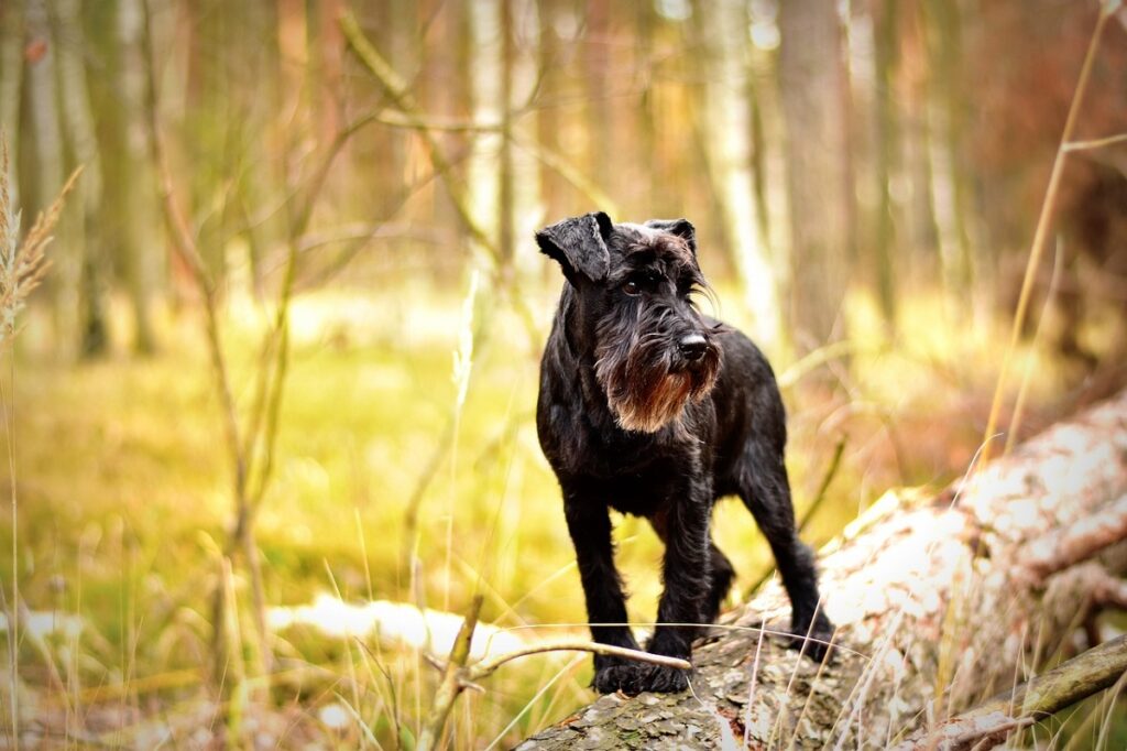 most popular dog breeds 2023
