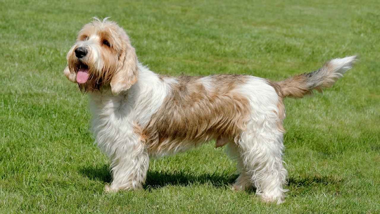 Petit Basset Griffon Vendeen