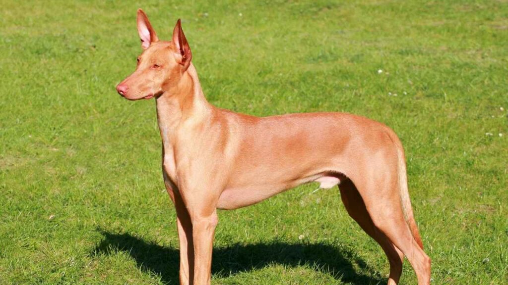 short hound dog breeds