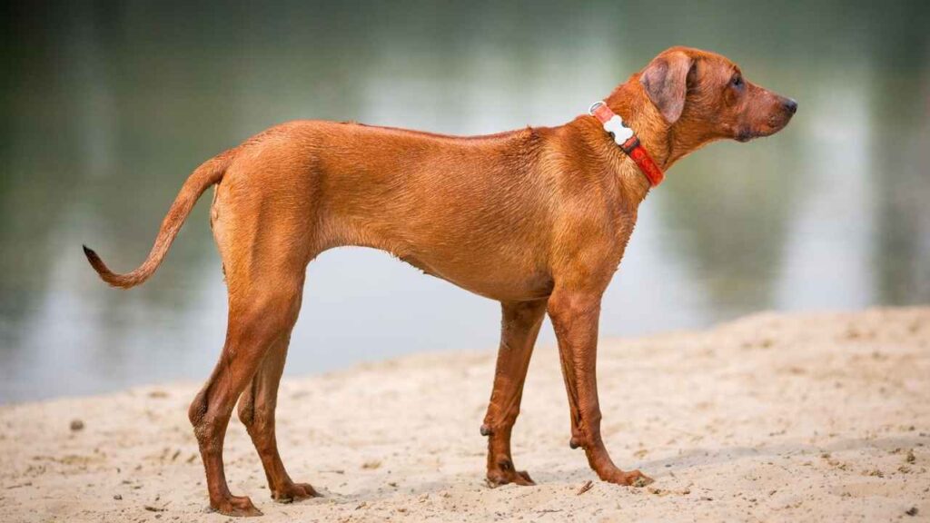hunting hound breeds