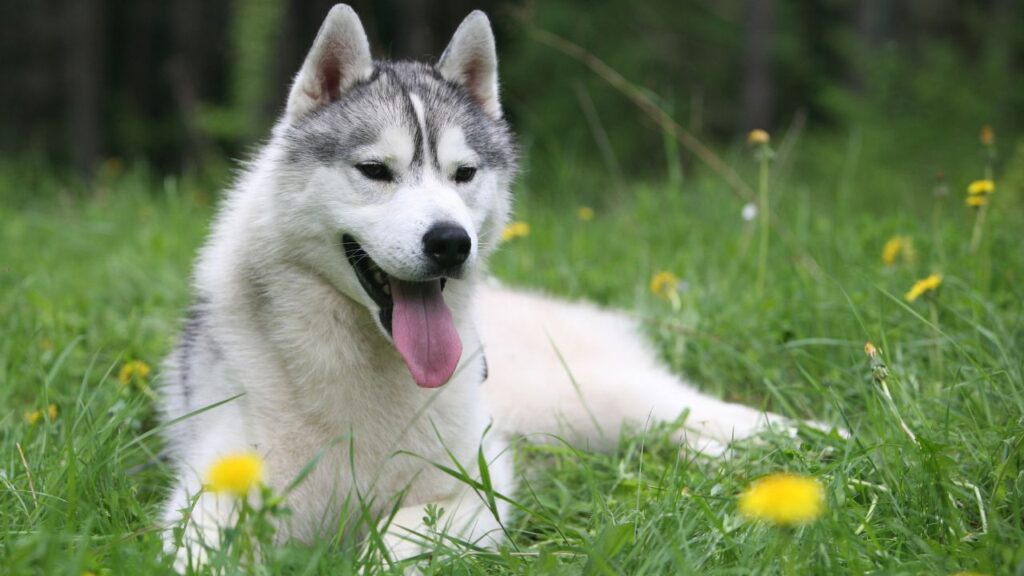 Siberian Husky