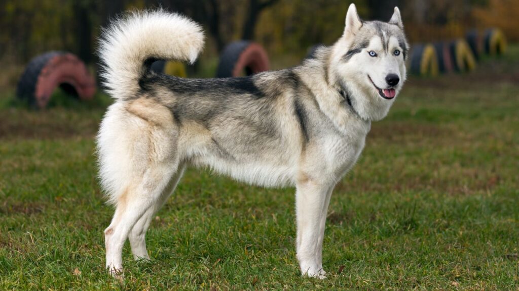 Siberian Husky