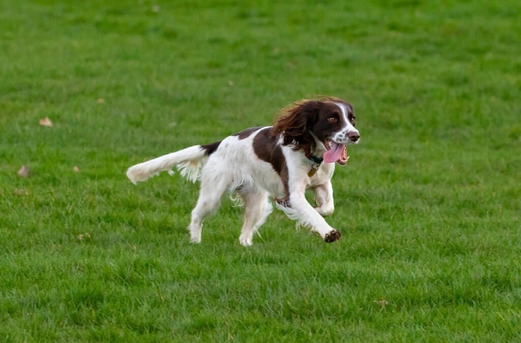 Springer Spaniel 