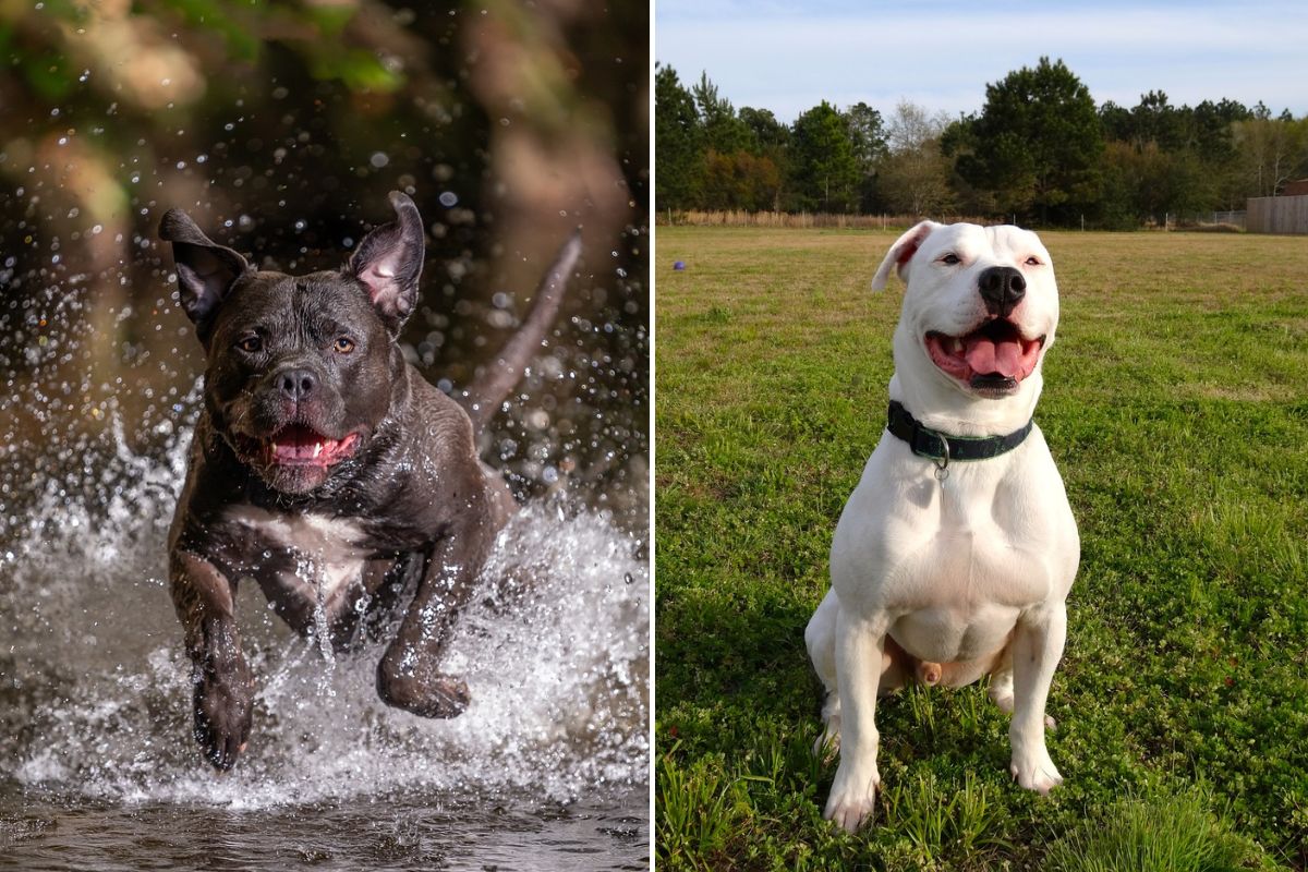 American Bully Vs American Bulldog What's The Difference?