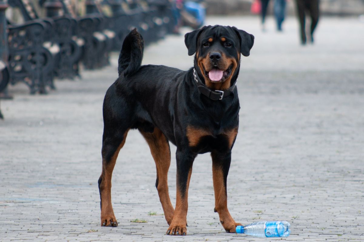 German Rottweiler Vs American Rottweiler - Tededer.com