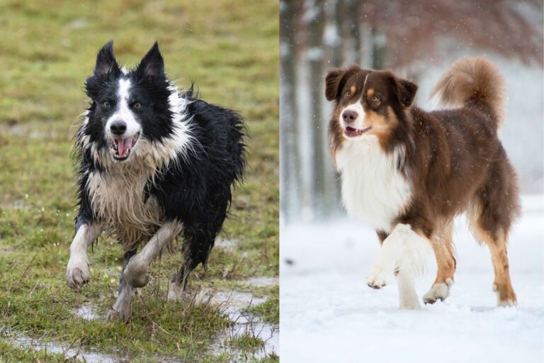Australian Shepherd Vs Border Collie A Detailed Comparison