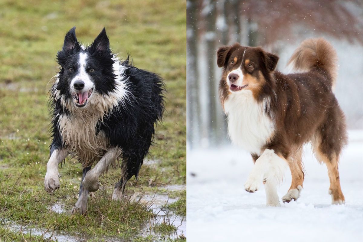 Australian Shepherd Vs Border Collie A Detailed Comparison