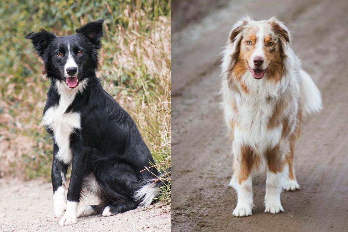 Australian Shepherd Vs Border Collie A Detailed Comparison