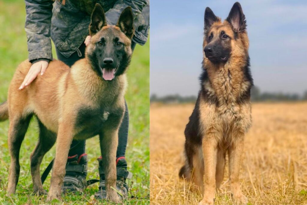 Belgian Malinois Vs German Shepherd