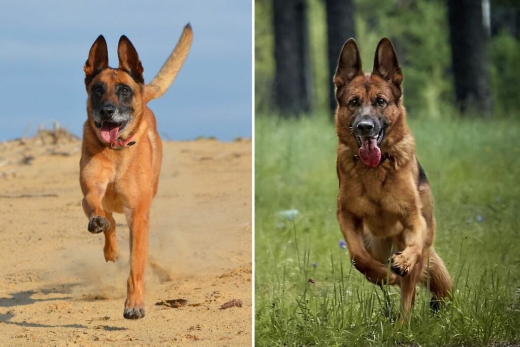 Belgian Malinois Vs German Shepherd