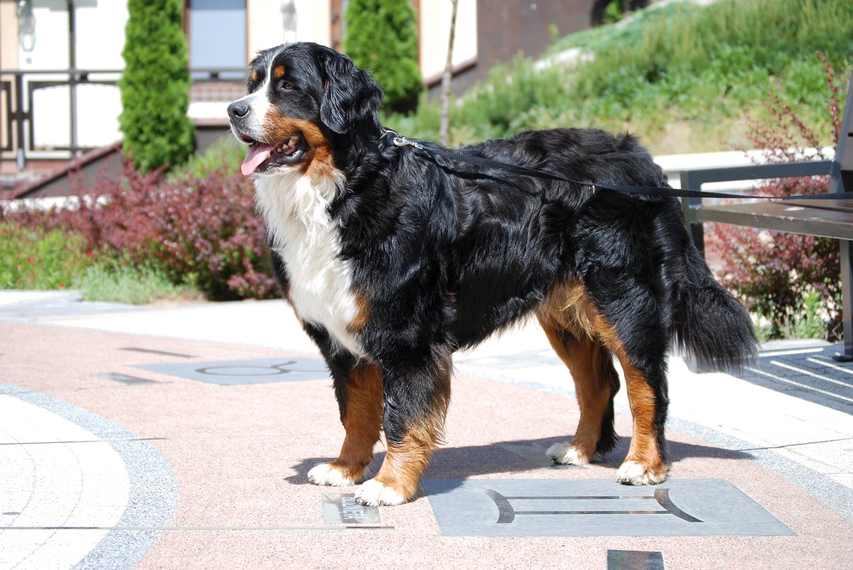 11 Best Outdoor Dog Breeds