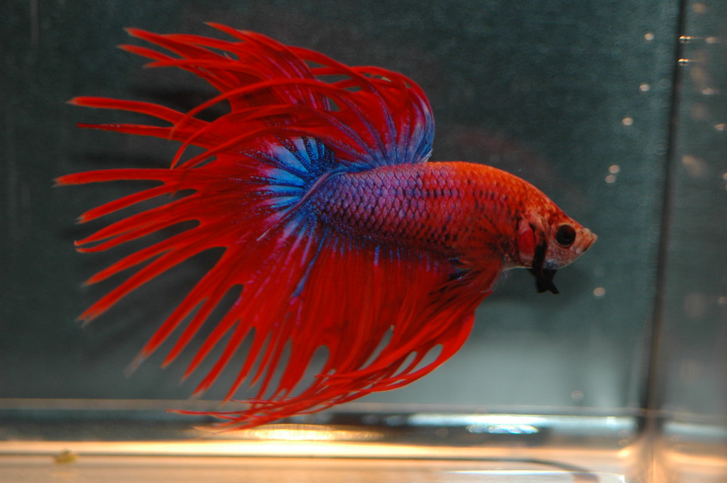 betta breeds
