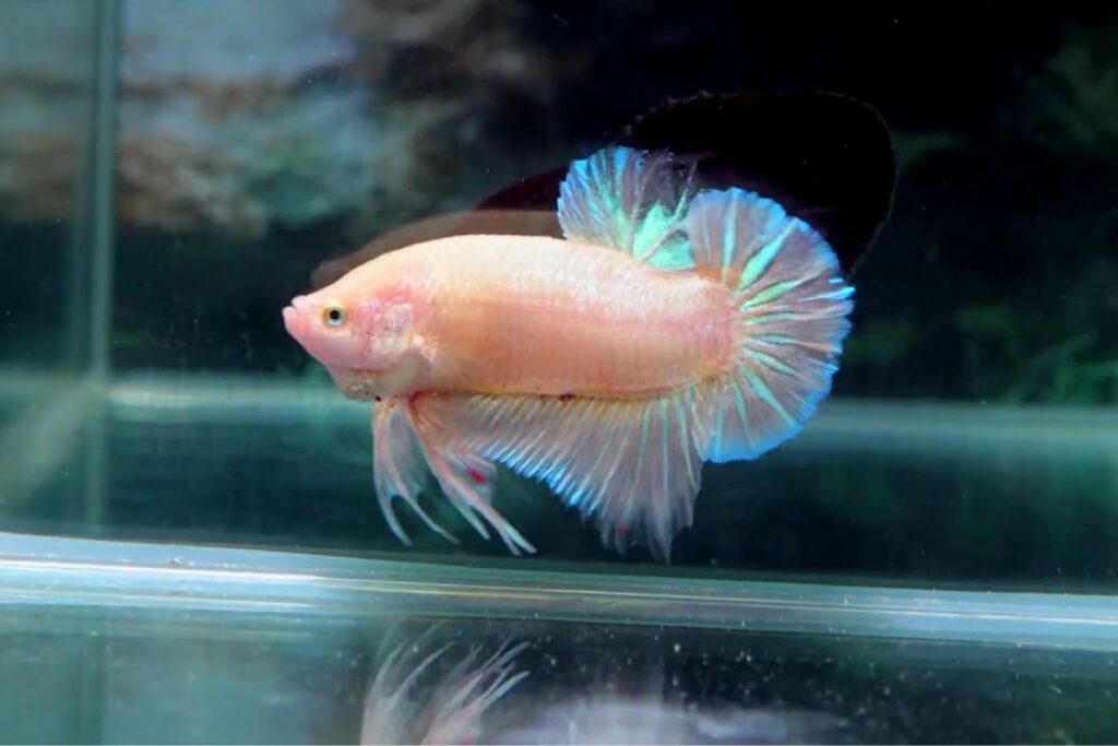 betta colors