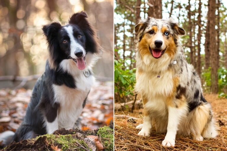 Australian Shepherd Vs Border Collie A Detailed Comparison