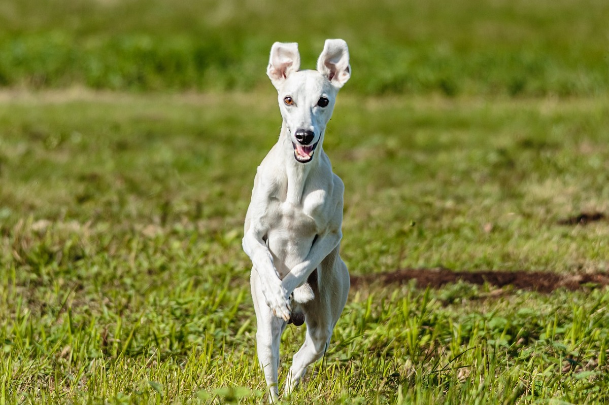 15 Most Popular Dog Breeds In The UK - Ethawi.com