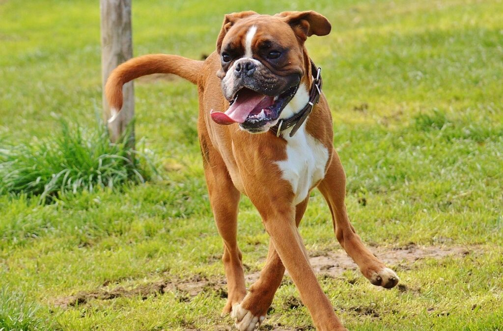 common dog breeds uk
