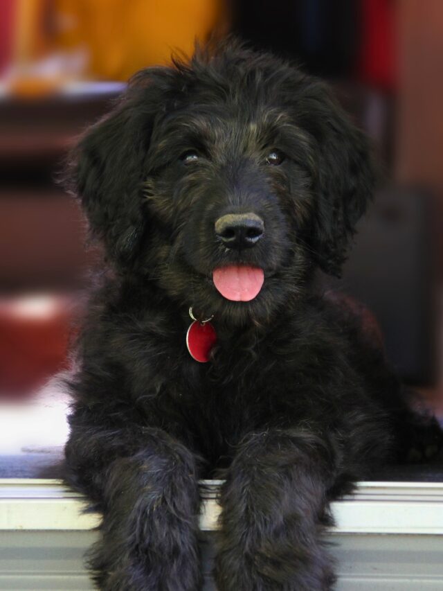 14 Top House Dog Breeds For Indoor Companionship WAF