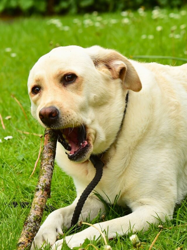 Labrador Retriever Bite Force How Powerful Is This Gentle Giant? WAF