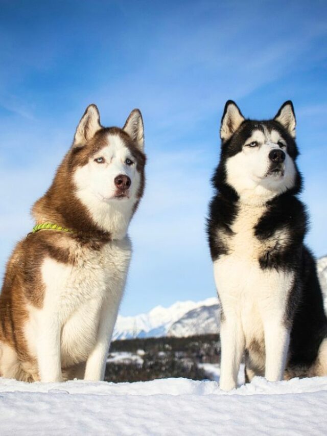 9 Best Guard Dogs For Cold Weather WAF