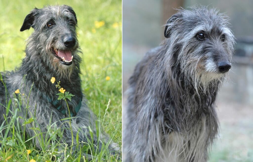 deerhound irish wolfhound
