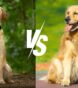 difference between labrador and golden retriever