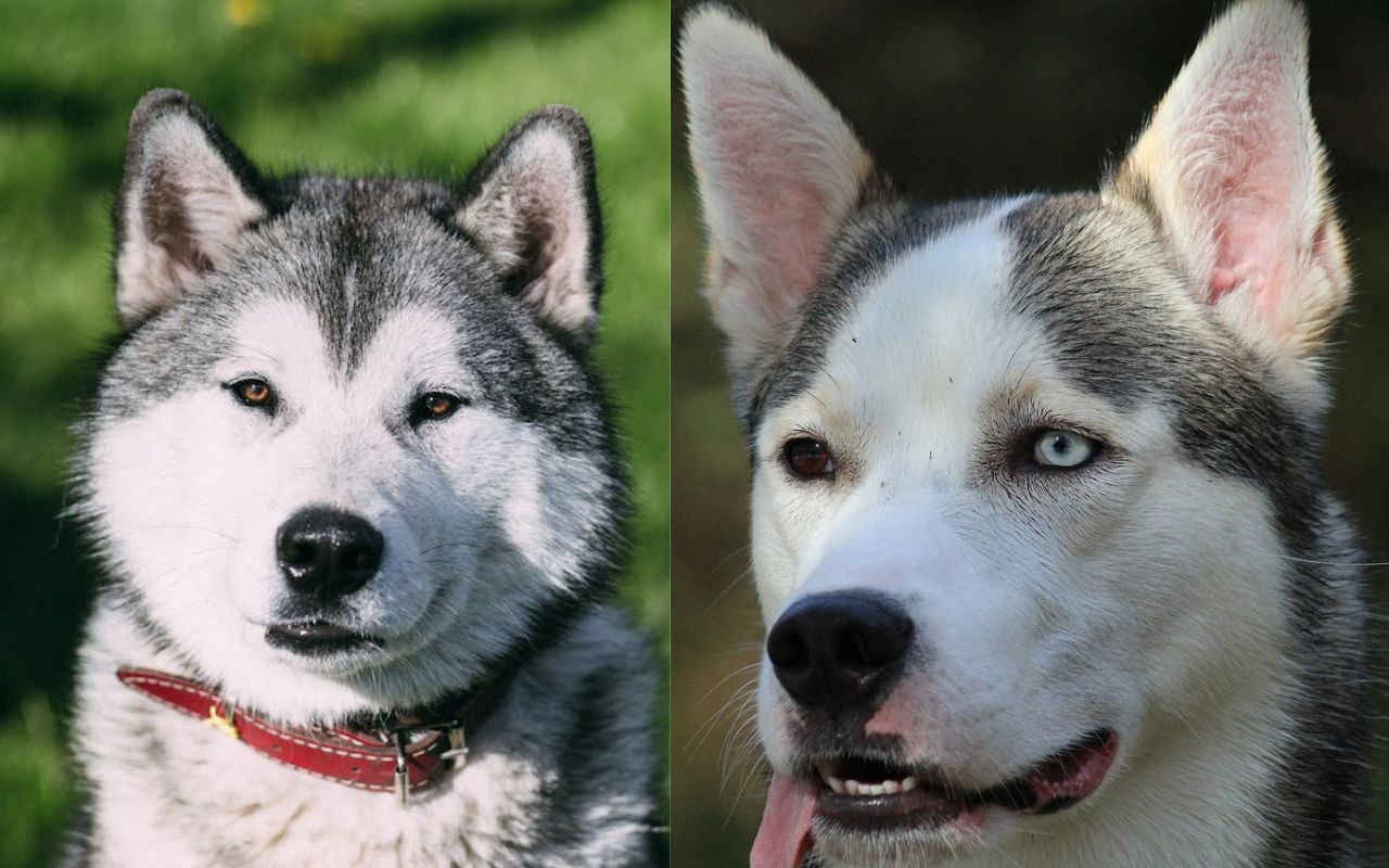 Alaskan Husky Vs Siberian Husky What's The Difference?