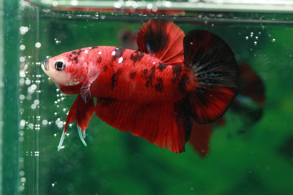 different betta fish