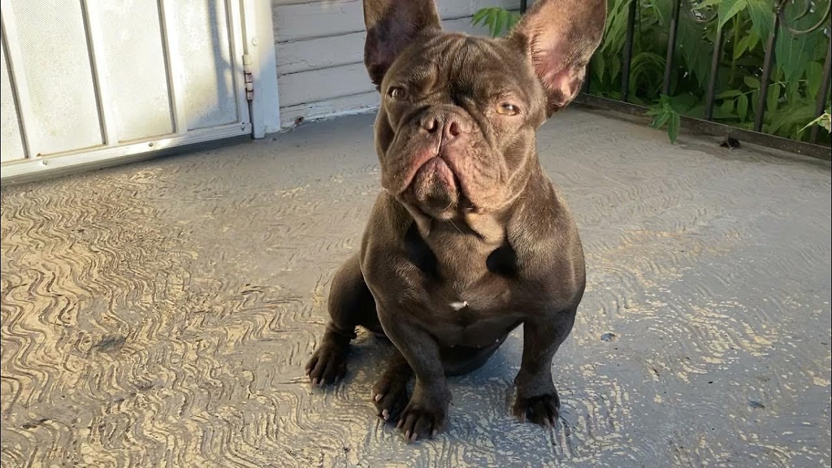 15 Different Types Of French Bulldogs A Colorful Guide