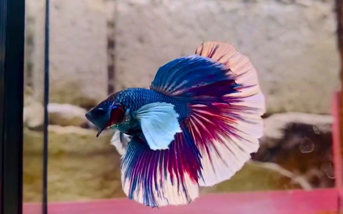 different types of betta fish