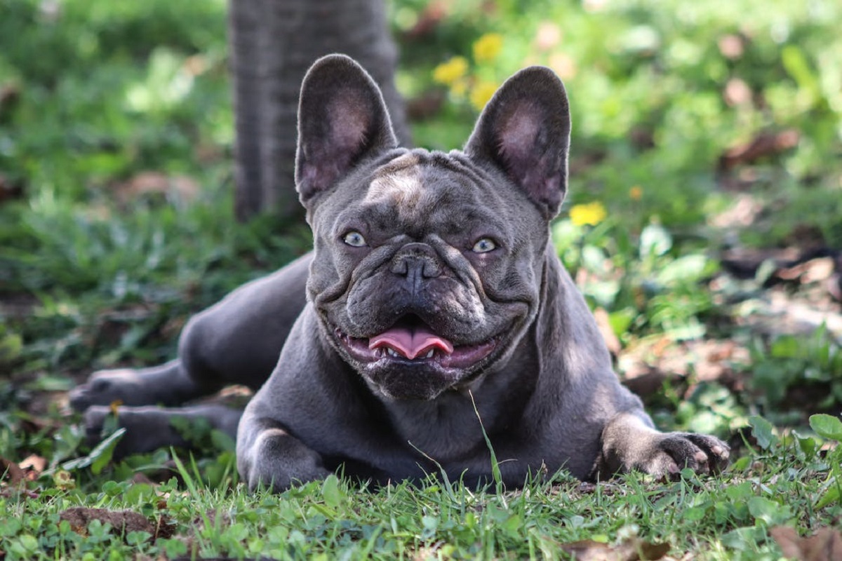 15 Different Types Of French Bulldogs A Colorful Guide