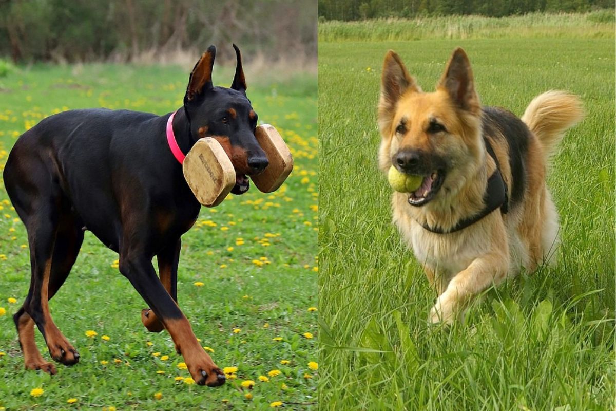 Doberman Vs German Shepherd Which Is Better For You?