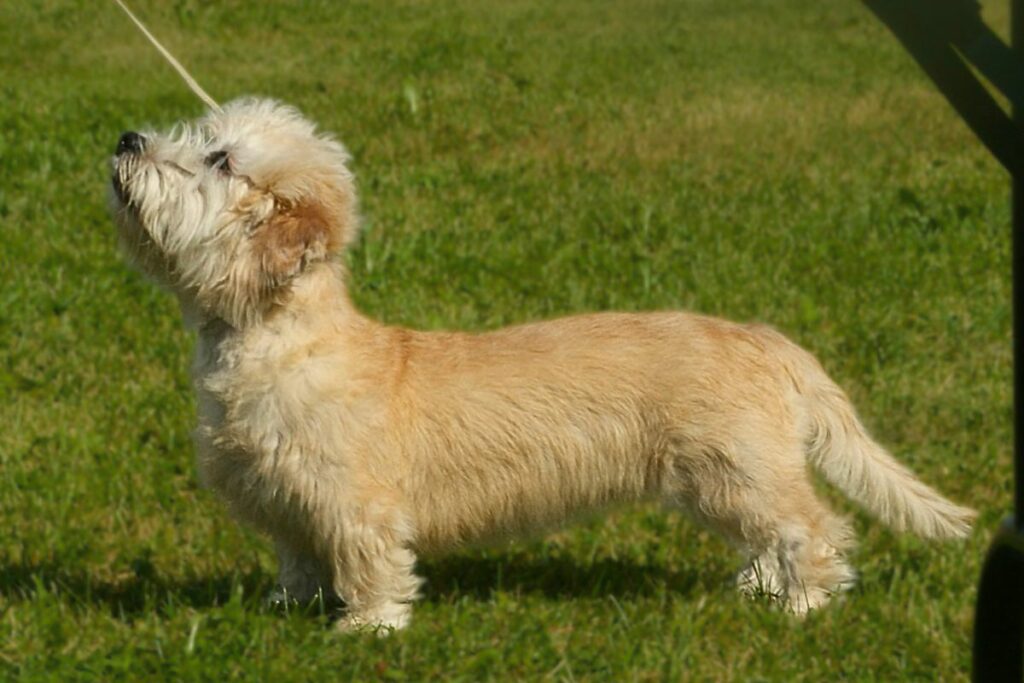dog breeds