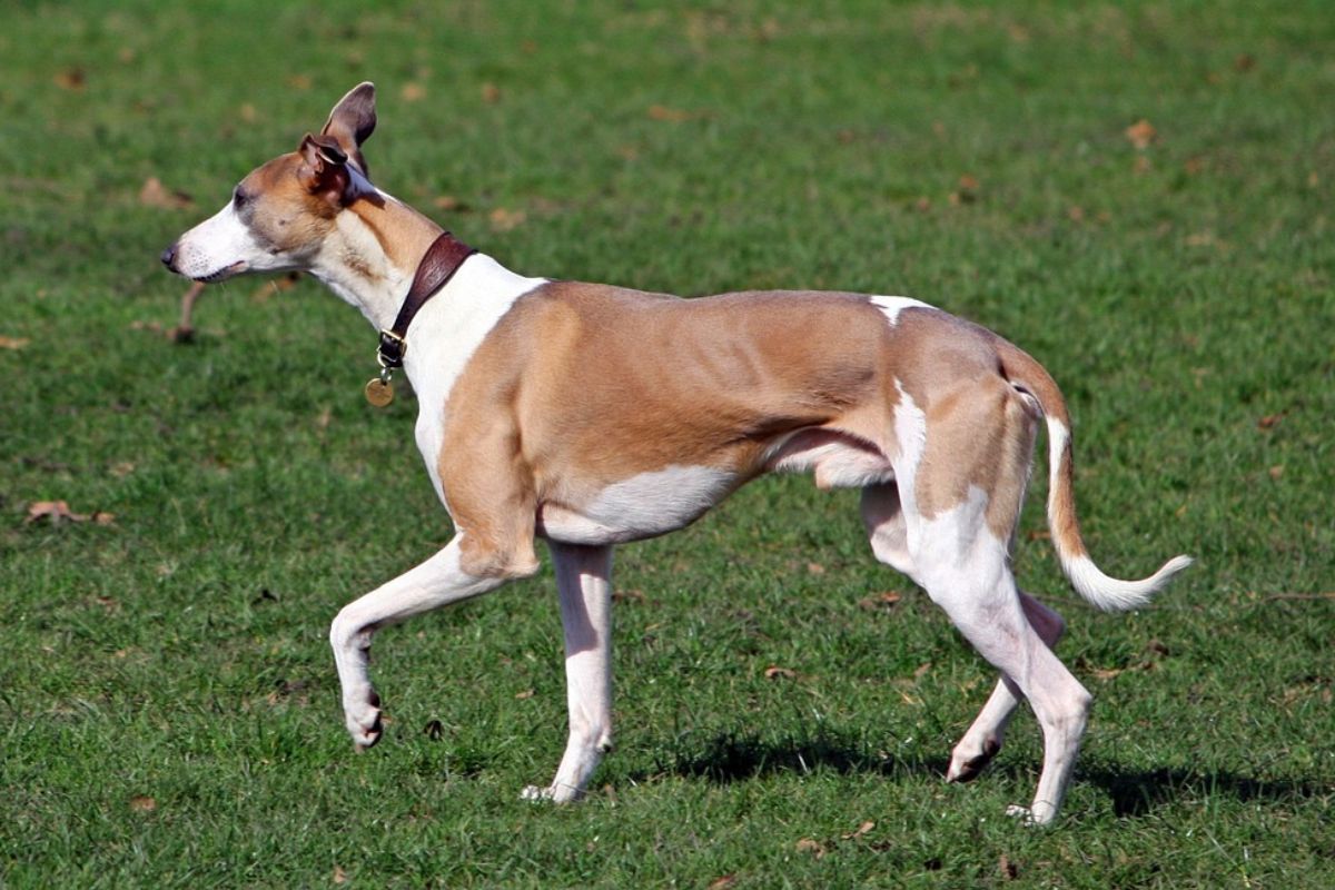 Italian Greyhound Vs. Whippet What’s The Difference?
