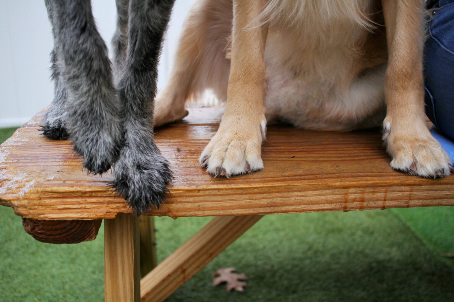 Top 11 Dog Breeds With bed Feet