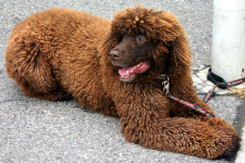 extinct dog breeds

