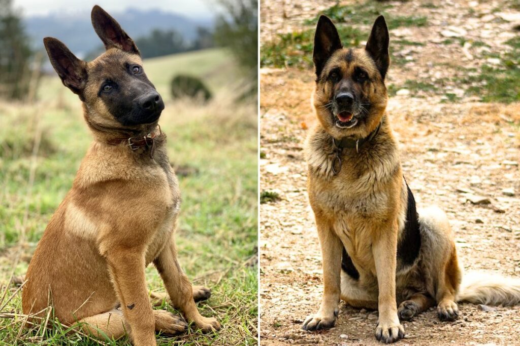 Belgian Malinois Vs German Shepherd