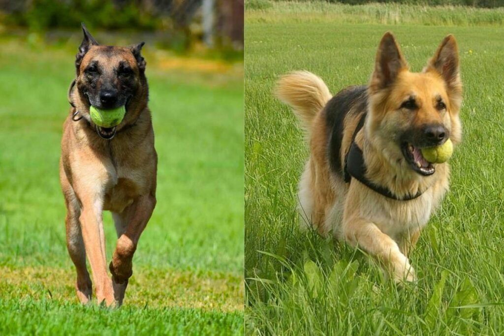 Belgian Malinois Vs German Shepherd