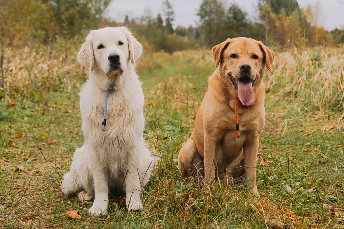 Golden Retriever Vs. Labrador Retriever