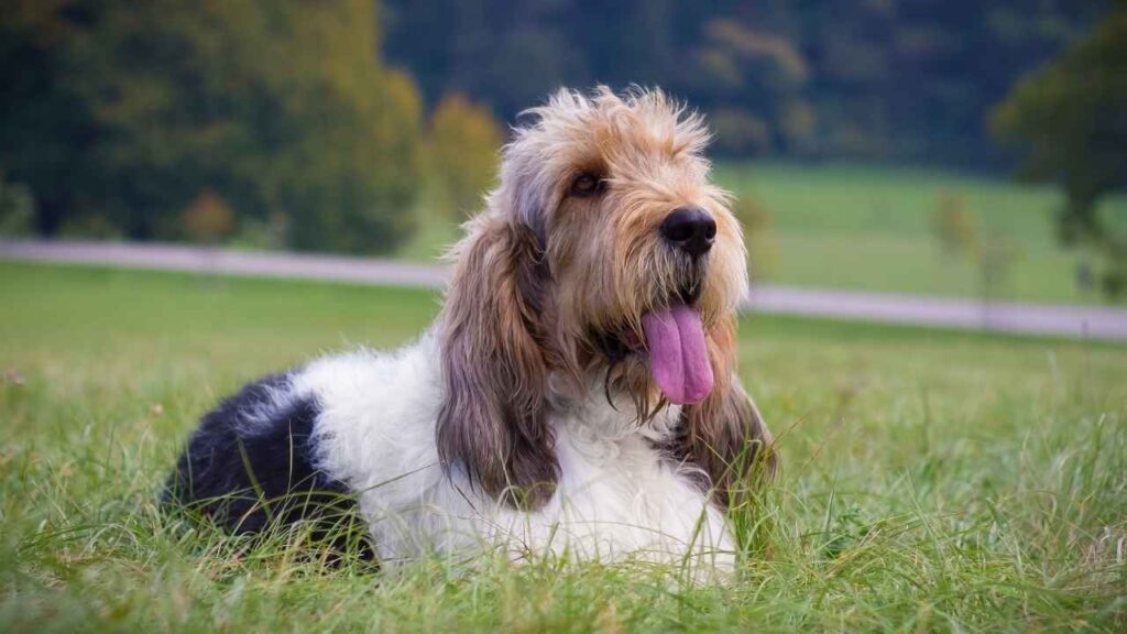 different breeds of hound dogs