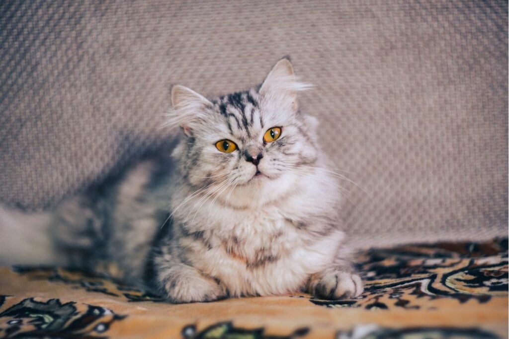 grey and white tabby cat