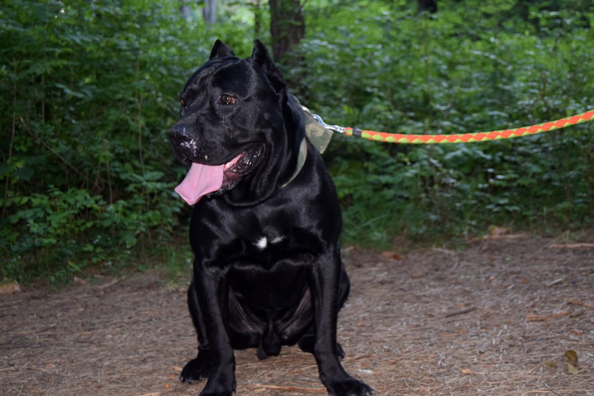 Cane Corso Bite Force Measuring Up To Lion's Roar