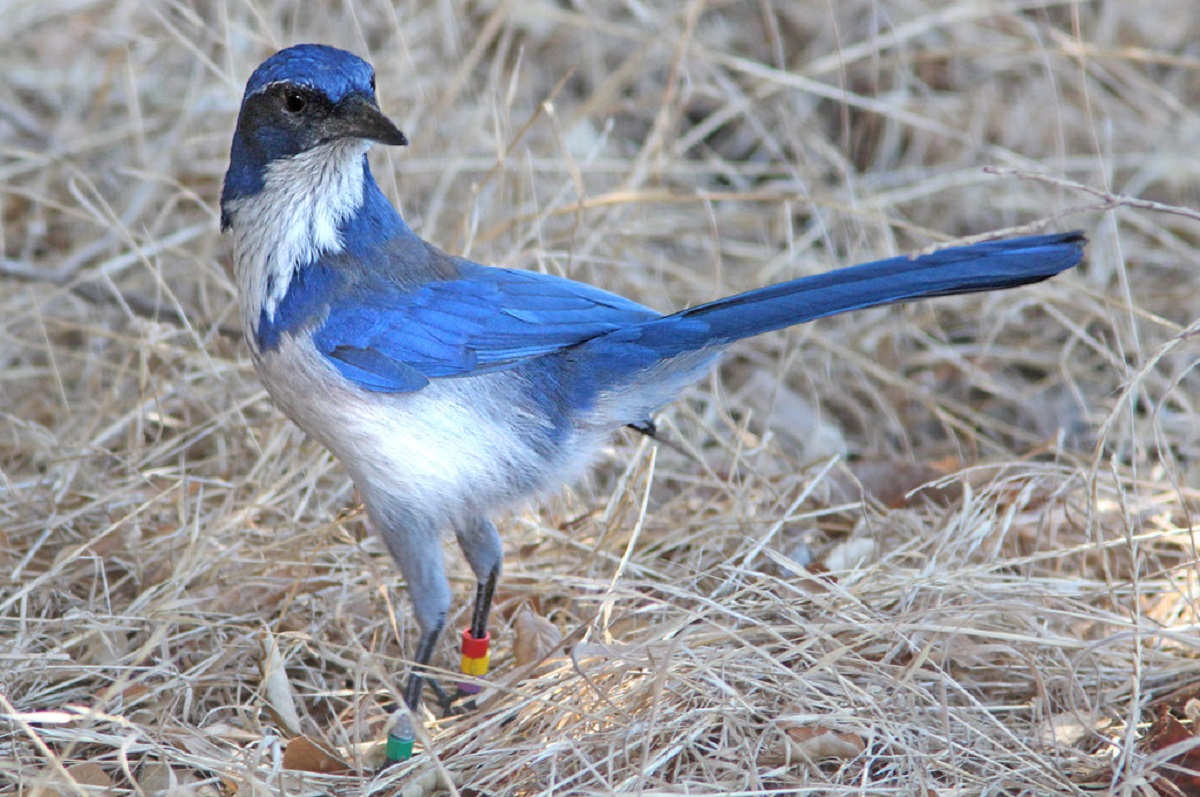 Exploring 15 Types Of Jay Birds