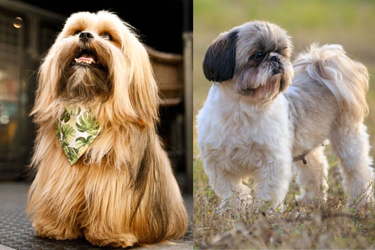 Difference Between Shih Tzu And Lhasa Apso Lhasa Apso Vs Shih Tzu - What's The Difference?