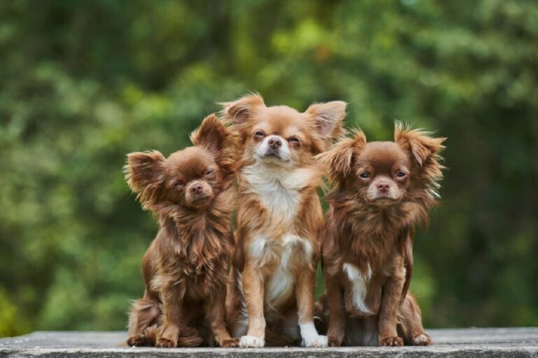 19 Longest Living Dog Breeds 19 Longest Living Dog Breeds