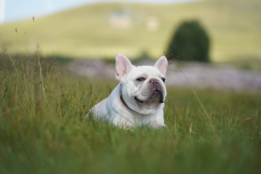 most beautiful dog breeds
