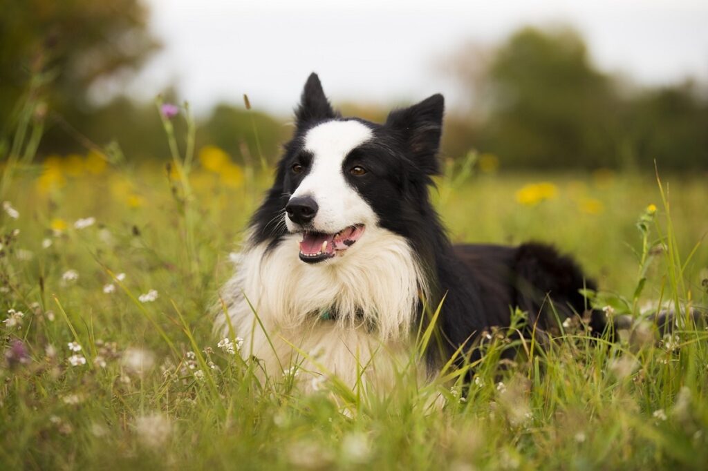 most popular dog breeds uk 2023
