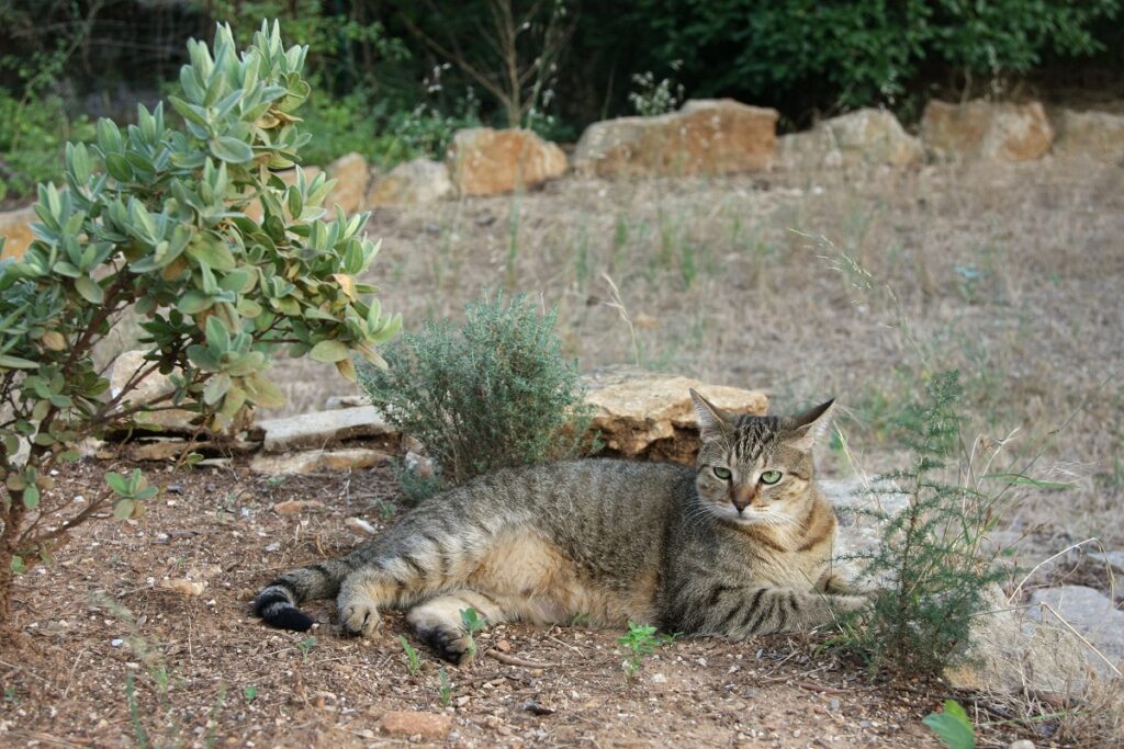 multi colored tabby