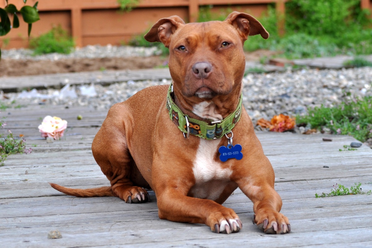 16 Most Muscular Dog Breeds With Power & Majesty