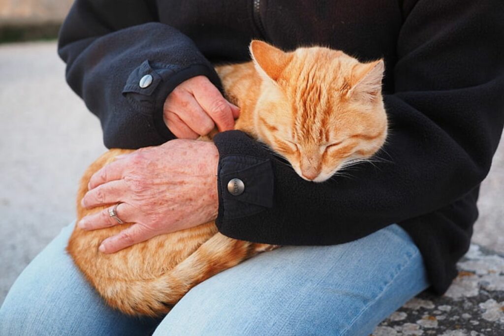 orange and white spotted cat