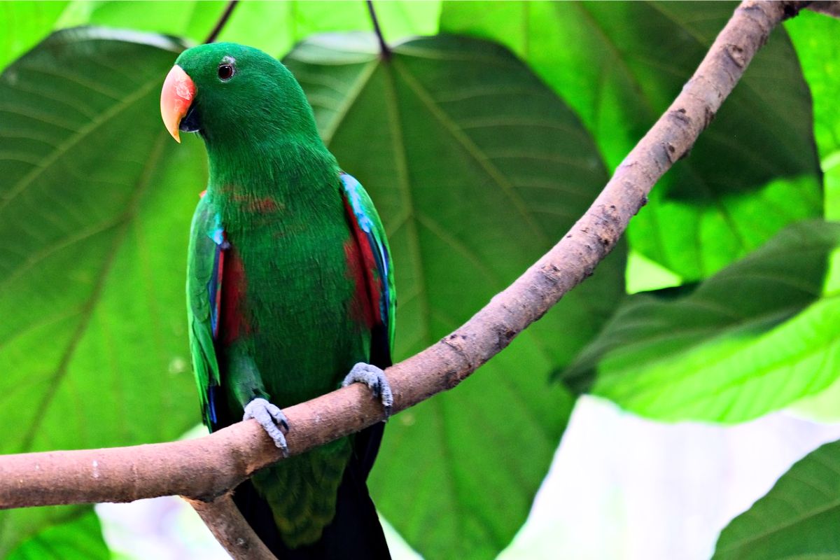 13 Different Types Of Talking Birds